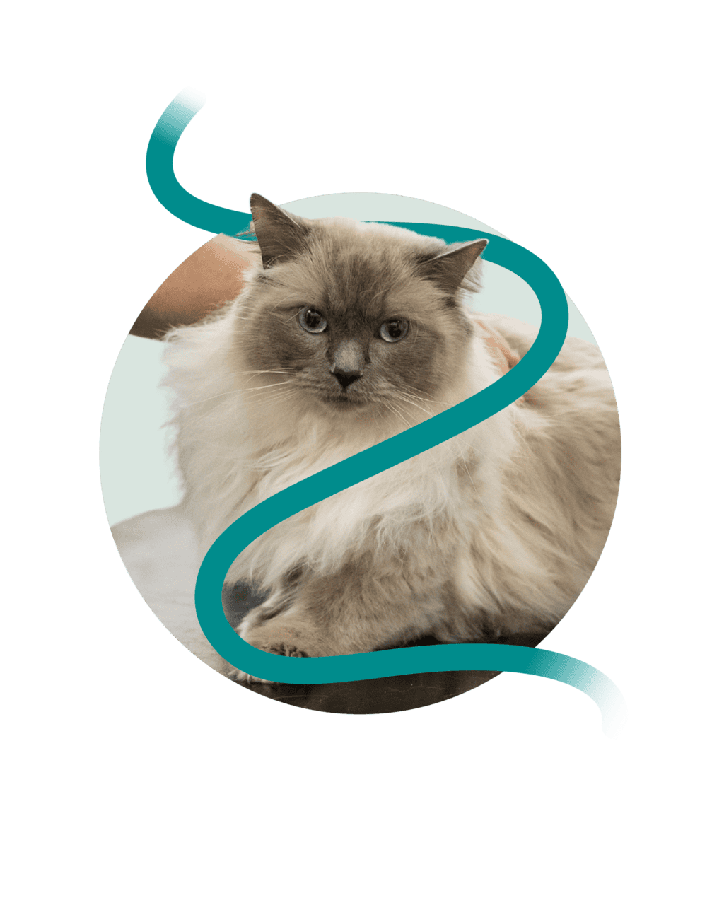 WV Cat 4 scaled