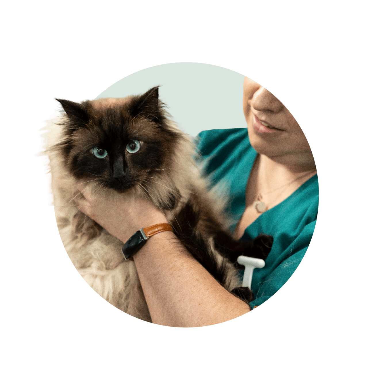 Beautiful Ragdoll cat receiving veterinary care at Wallace Vets.